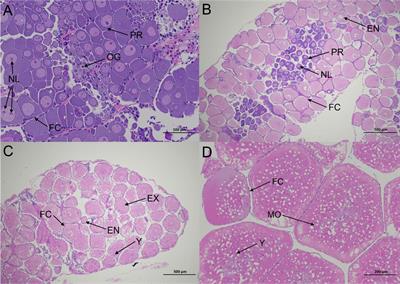 Full-Length Transcriptome Sequencing and Comparative Transcriptomic Analysis Provide Insights Into the Ovarian Maturation of Exopalaemon carinicauda